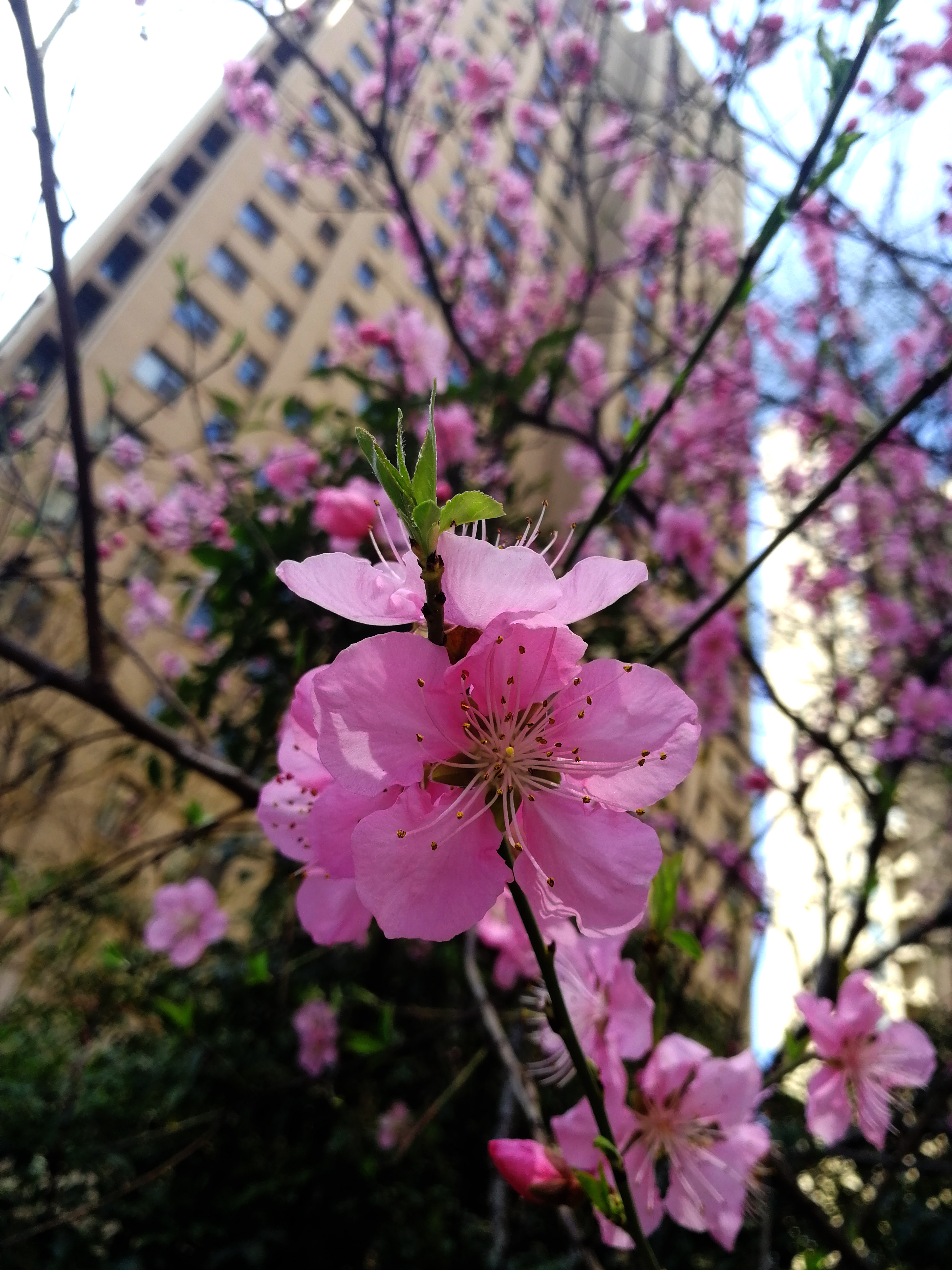 花團(tuán)錦簇 (15)